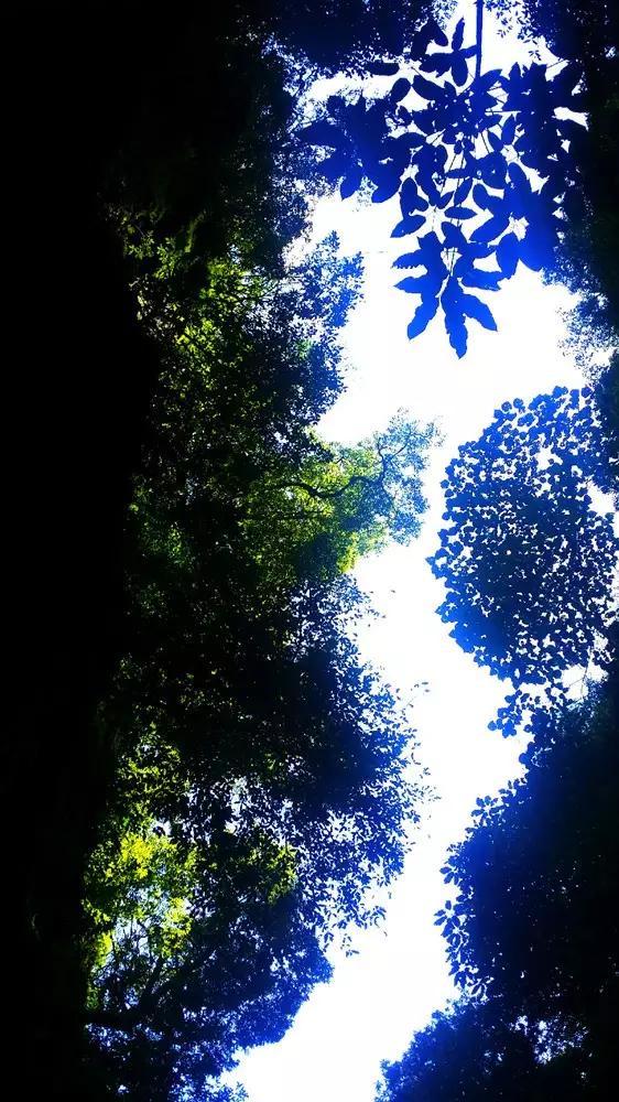 可爱的小考拉