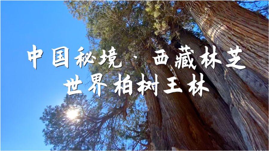 熊猫安安冒险记